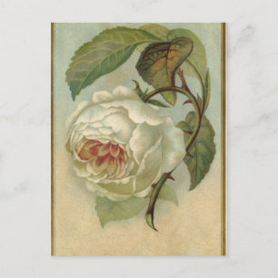 Vintage Rose Postcard