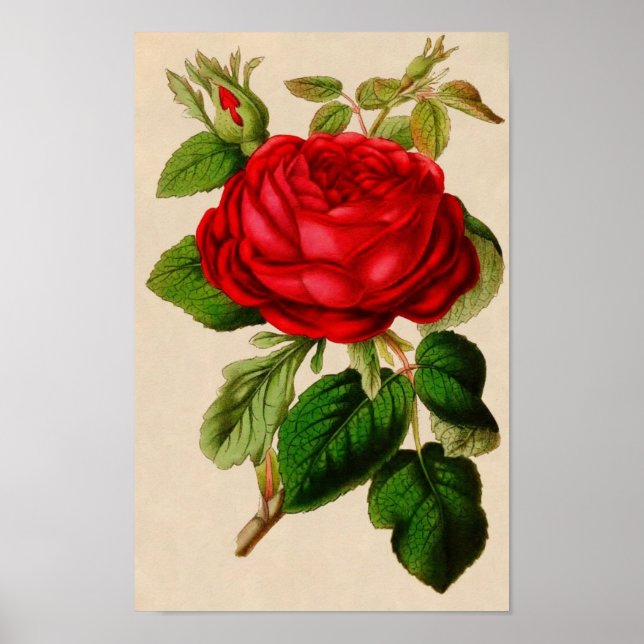 Vintage Rose Poster (Front)