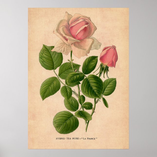 Vintage Rose Print Poster (Front)