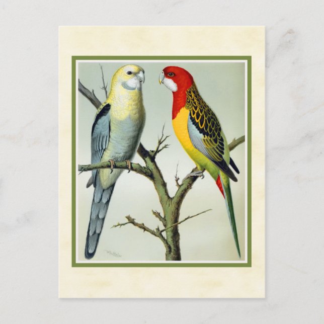 Vintage Rosella Parakeets Illustration Postcard (Front)