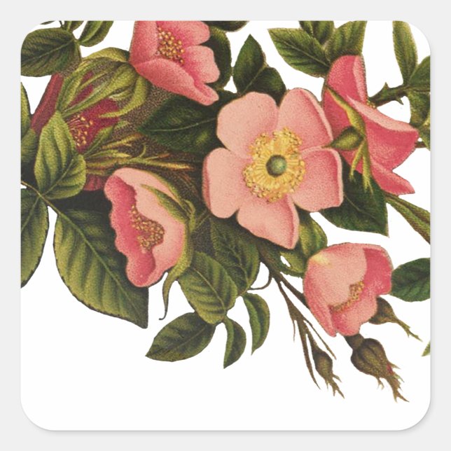 Vintage Roses Beautiful Pink Botanical Square Sticker (Front)