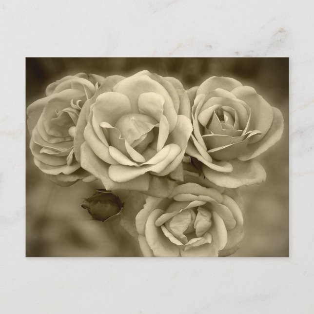 Vintage Roses Postcard (Front)