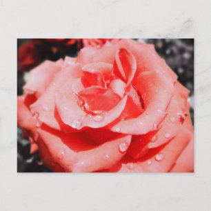 Vintage Roses Postcard
