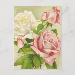 Vintage Roses Postcards