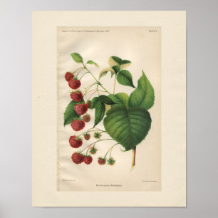 Vintage Royal Church Raspberry Print