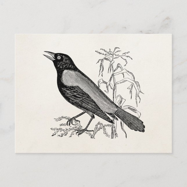 Vintage Rusty Crow Blackbird Bird - Retro Birds Postcard (Front)