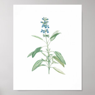 Vintage Sage Botanical Flower Poster