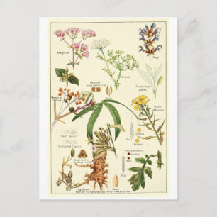 Vintage sage illustration postcard recipe card