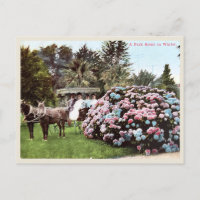 Vintage San Diego Postcard, Victorian Era 