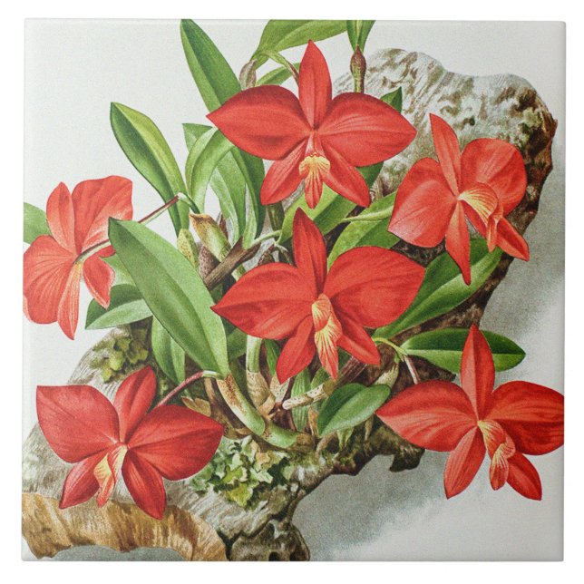 Vintage Scarlet Sophronitis Rare Orchid Flower  Tile (Front)