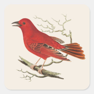 Vintage Scarlet Tanager Naturalist Bird Decor Art Square Sticker