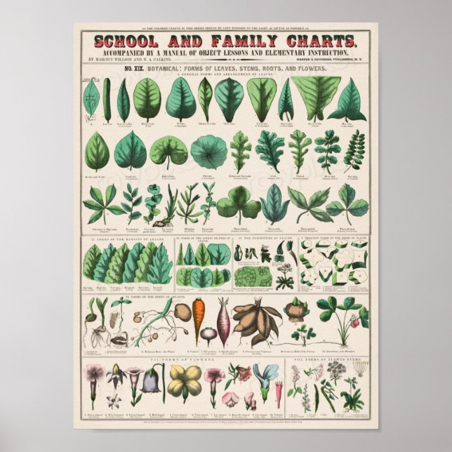 Vintage School Chart for Homeschooling (Front)