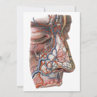 Vintage Science Human Anatomy, Face with Nose