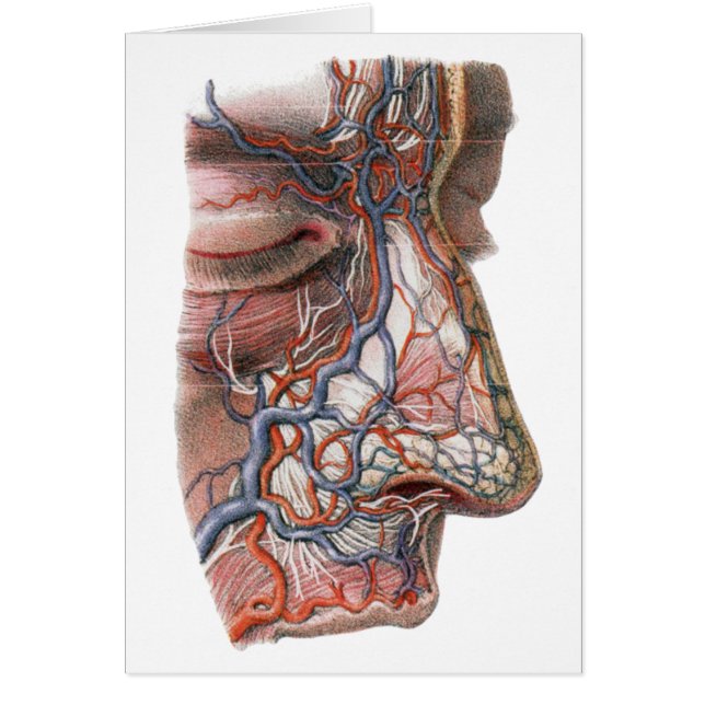 Vintage Science Human Anatomy, Face with Nose (Front)