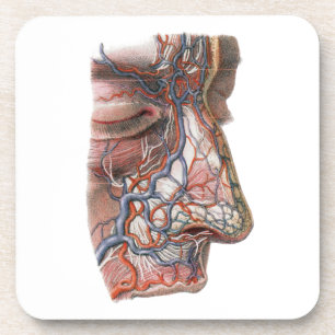 Vintage Science Human Anatomy, Face with Nose Coaster