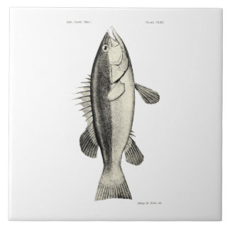 Vintage Science NZ Fish - Hapuku Tile