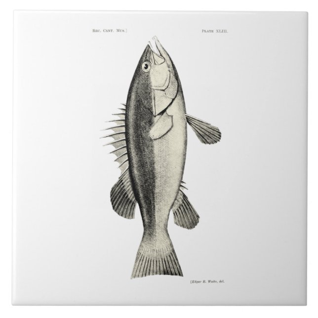 Vintage Science NZ Fish - Hapuku Tile (Front)