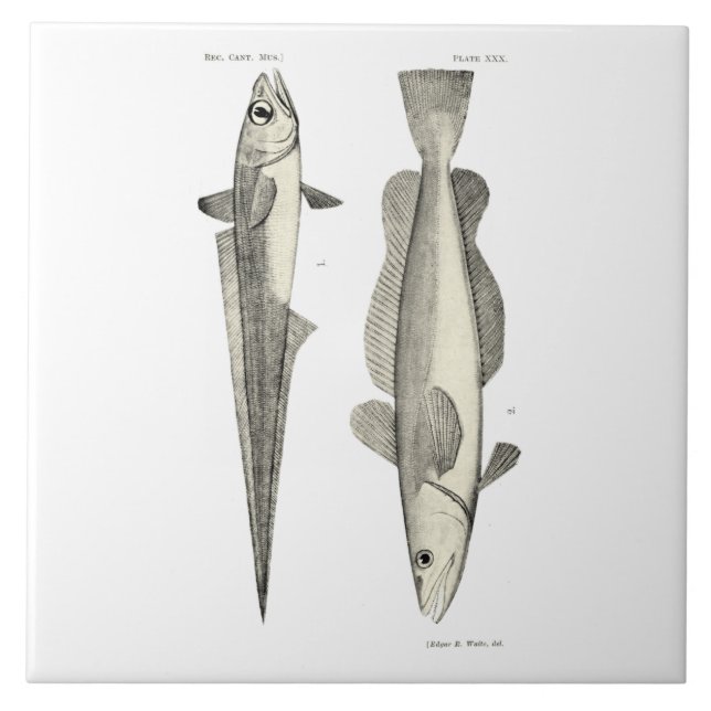 Vintage Science NZ Fish - Hoki Tile (Front)