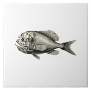 Vintage Science NZ Fish - Orange Roughy Tile