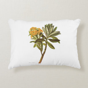 Vintage Science NZ Flowers - Senecio huntii Decorative Cushion