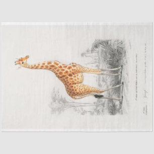 Vintage Scientific Drawing Giraffe Decoupage Tissue Paper