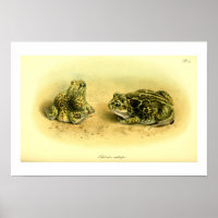 Vintage Scientific Illustration Spadefoot Toad