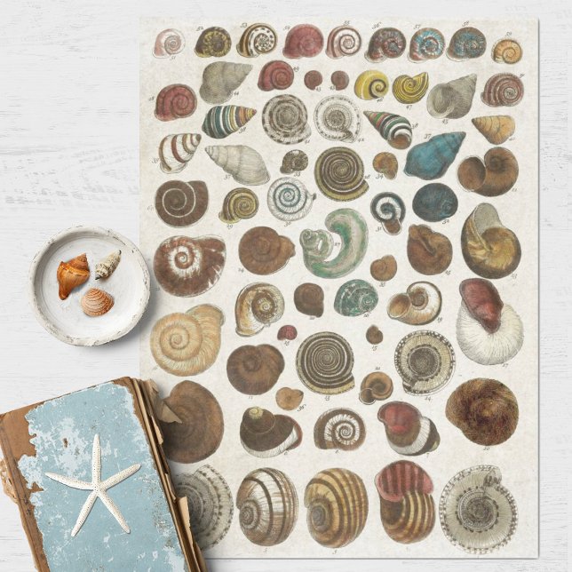 Vintage Scientific Marine Shells Decoupage Tissue Paper (Creator Uploaded)