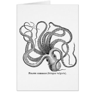 Vintage scientific octopus illustration