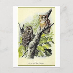 Vintage Screech Owl Illustration Postcard