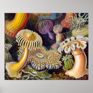 Vintage sea anemones scientific illustration poster
