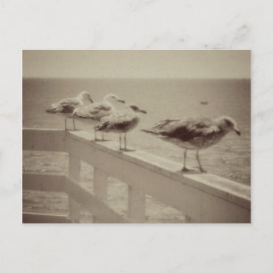 Vintage Sea Gulls Postcard