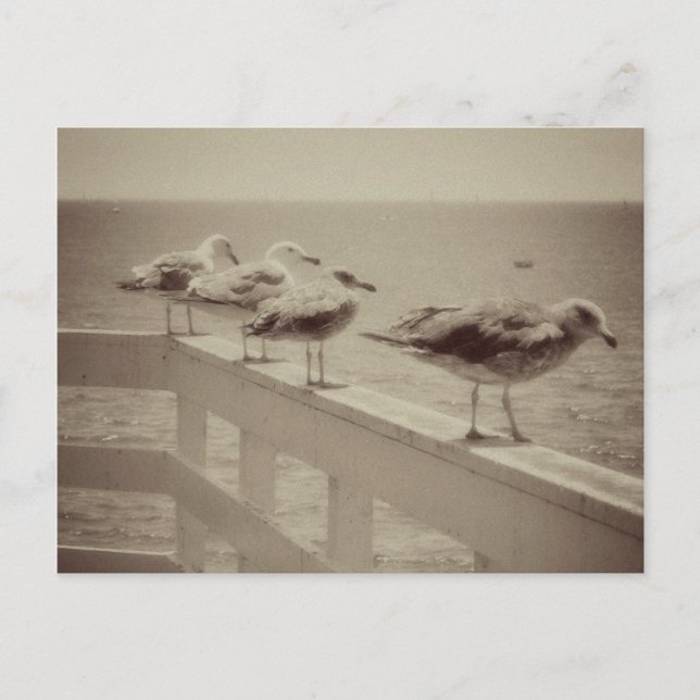 Vintage Sea Gulls Postcard (Front)