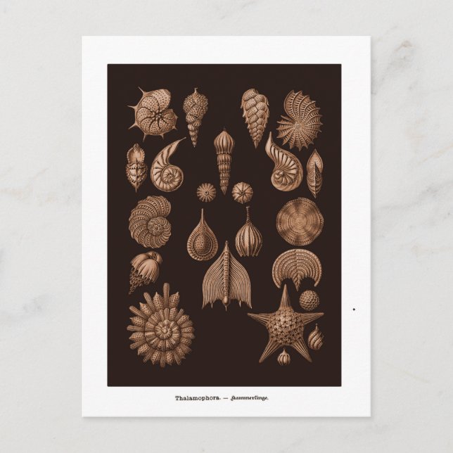 Vintage Sea Life Illustration Postcard (Front)