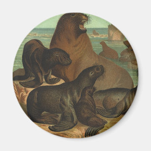 Vintage Sea Lions on the Beach, Marine Life Animal Magnet