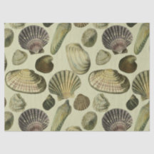 vintage sea shell art