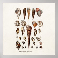 Vintage Sea Shells Personalised Retro Auger Shell