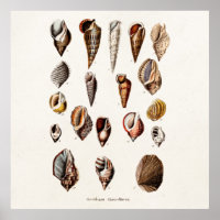 Vintage Sea Shells Personalised Retro Auger Shell