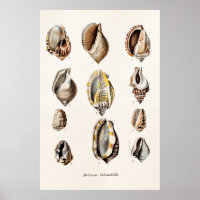 Vintage Sea Shells Personalised Retro Berge Shell