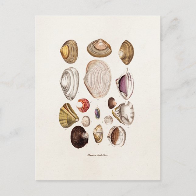 Vintage Sea Shells Personalised Retro Clam Shell Postcard (Front)
