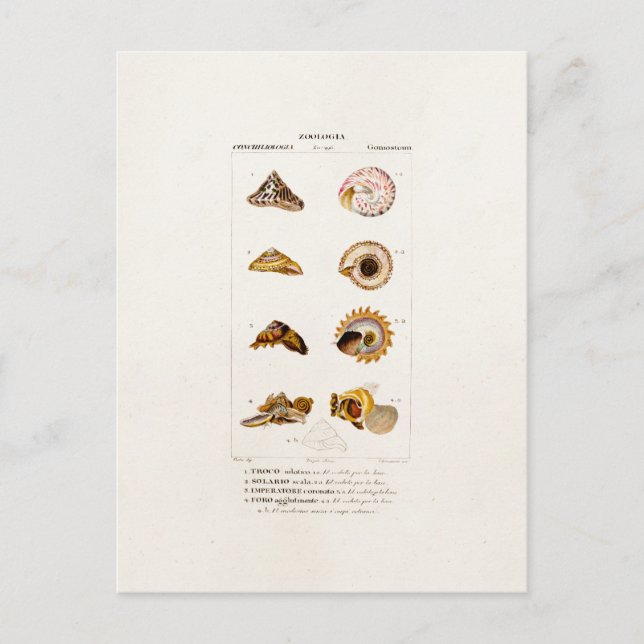 Vintage Sea Shells Personalised Retro Colour Shell Postcard (Front)