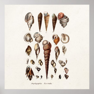 Vintage Sea Shells Personalized Retro Auger Shell Poster