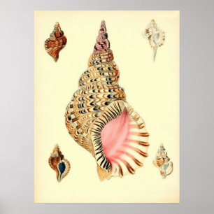 Vintage Sea Shells Poster