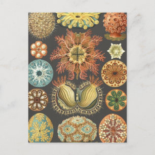 Vintage Sea Squirts Illustration Postcard