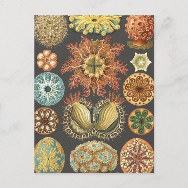 Vintage Sea Squirts Illustration Postcard (Front)