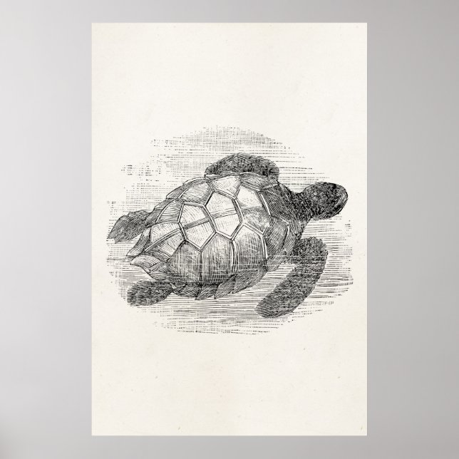 Vintage Sea Turtle Personalised Marine Turtles Poster (Front)