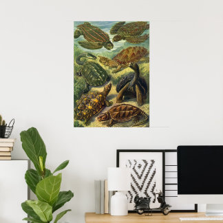 Vintage Sea Turtles Land Tortoise by Ernst Haeckel Poster
