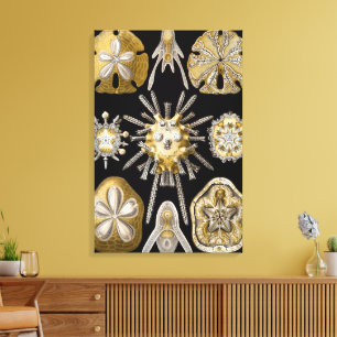Vintage Sea Urchins Sand Dollars by Ernst Haeckel Canvas Print