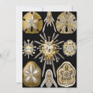 Vintage Sea Urchins Sand Dollars by Ernst Haeckel Invitation