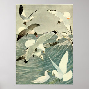 Vintage Seagull Ocean Bird Beach  Poster