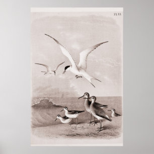 Vintage Seagulls Customised Retro Seagull Template Poster